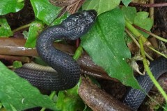 Crotaphopeltis hotamboeia