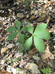 Aesculus glabra arguta