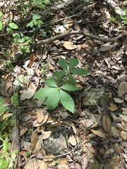 Aesculus glabra arguta