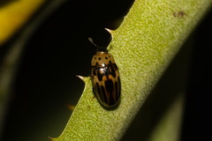 Ischyrus tetragrammus