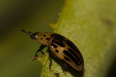 Ischyrus tetragrammus