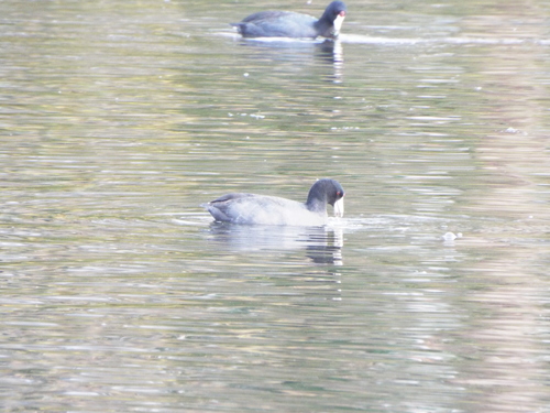 North American Coot photographed in Massachusetts