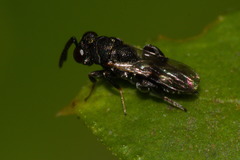Chalcidoidea