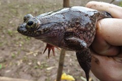Filfil Slippery Frog photo 2