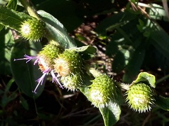 Vernonia bardanoides
