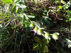 Vernonia bardanoides