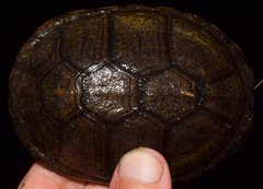 Kinosternon chimalhuaca