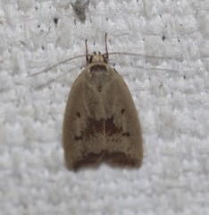 Ageletha elaeodes