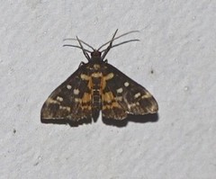 Diathrausta ochreipennis