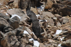 Daptrius albogularis