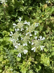 Tordylium