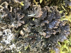 Peltigera pacifica
