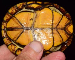 Kinosternon chimalhuaca