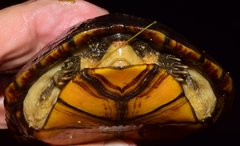 Kinosternon chimalhuaca