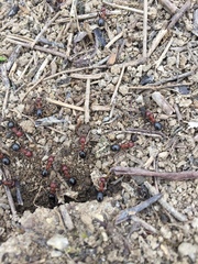 Formica exsectoides
