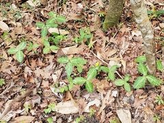 Trillium gracile