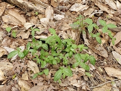 Trillium gracile