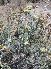 Senecio filaginoides