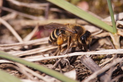 Andrena flavipes