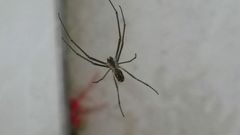 Leucauge