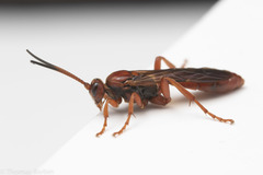 Spilichneumon