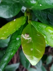 Misumenops