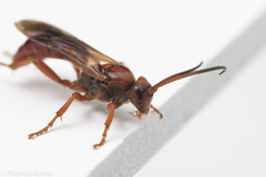 Spilichneumon