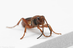Spilichneumon