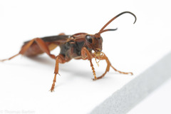 Spilichneumon