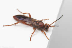 Spilichneumon
