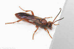 Spilichneumon