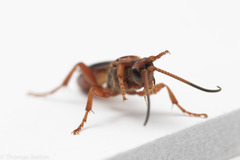 Spilichneumon