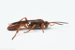 Spilichneumon