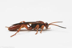 Spilichneumon