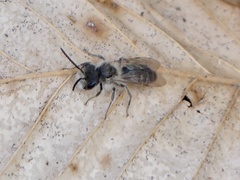 Andrena erigeniae