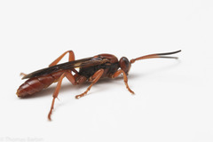 Spilichneumon
