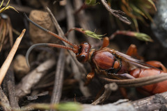 Spilichneumon