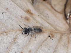 Andrena erigeniae