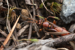 Spilichneumon