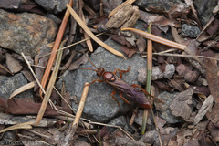 Spilichneumon