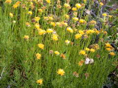 Senecio peteroanus