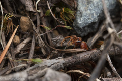 Spilichneumon