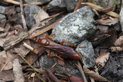 Spilichneumon