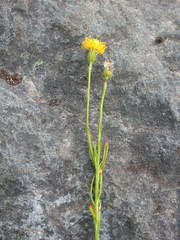 Senecio peteroanus