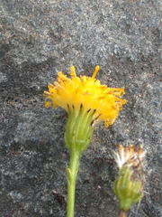 Senecio peteroanus