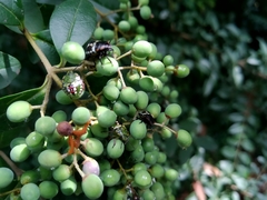 Nezara viridula