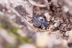 Coleoptera