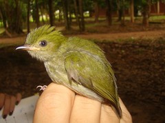 Machaeropterus pyrocephalus