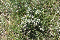 Sphaeralcea munroana