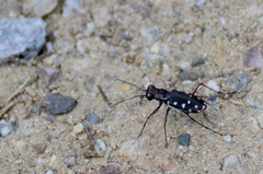 Cicindela sedecimpunctata